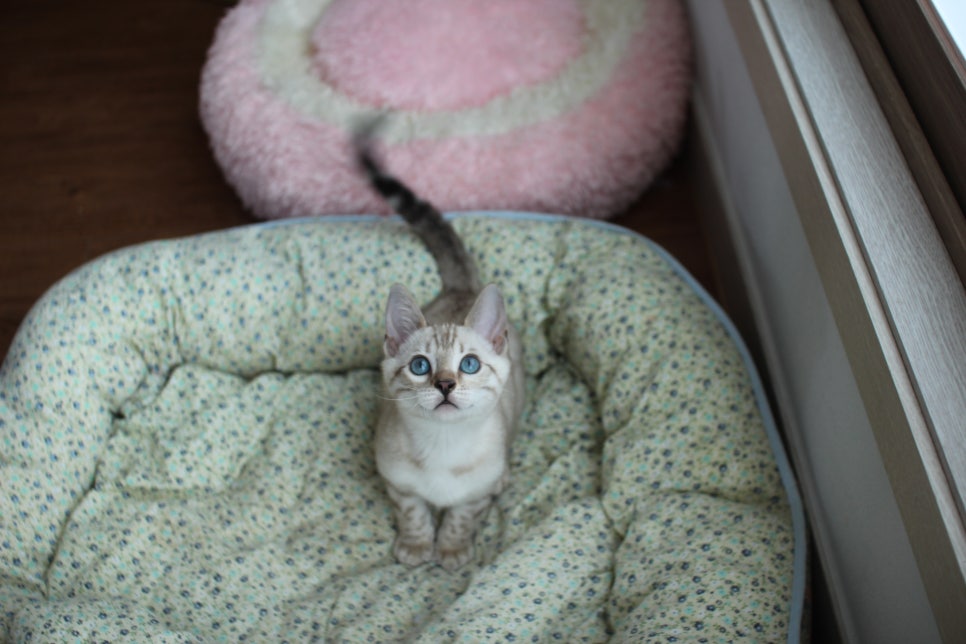 스노우뱅갈고양이 남아 분양해요~ 관련 이미지 3