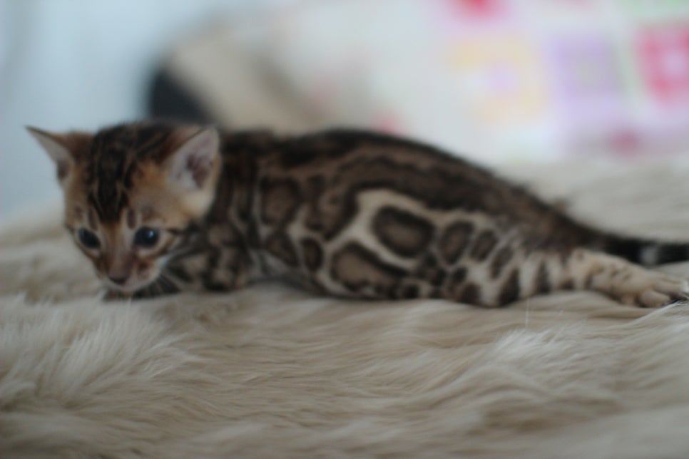 뱅갈고양이분양 멋진 빅로젯 아이들~ 관련 이미지 4