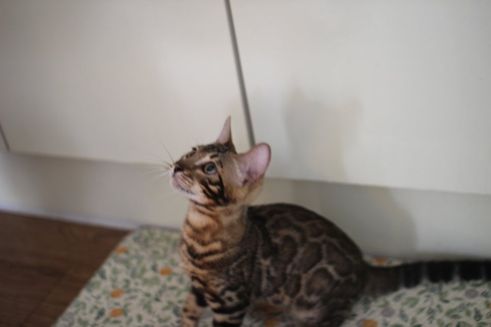 뱅갈고양이분양 애교가 넘치는 아이들 관련 이미지 7