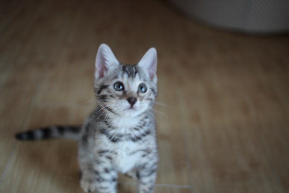 성격좋은 개냥이 뱅갈고양이를 찾으세요? 관련 이미지 8