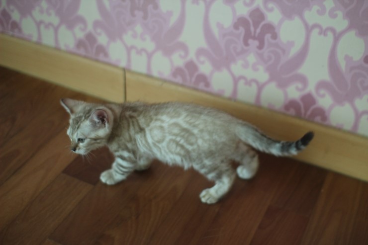 실밍크 클라우드 로젯 뱅갈고양이 남아예요~ 관련 이미지 4