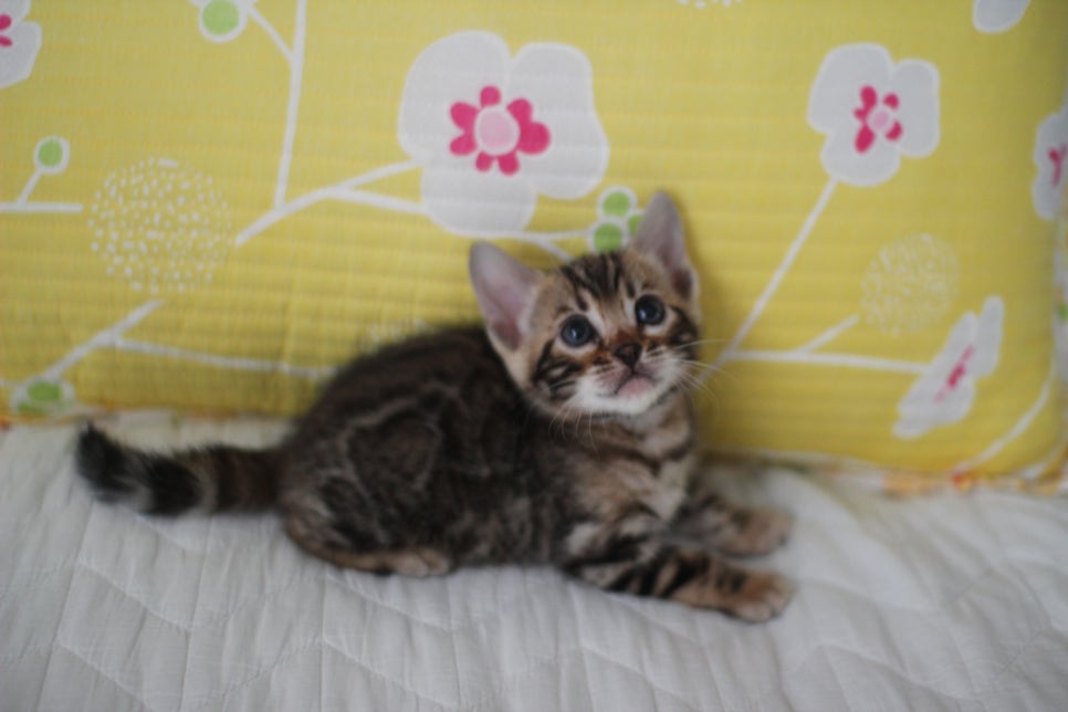 브라운 뱅갈고양이 여아 다롱이 분양해요~ 관련 이미지 2