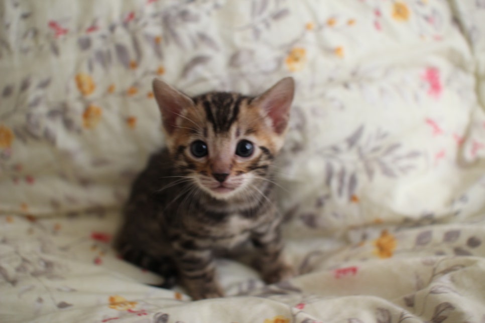 순둥이 개냥이 뱅갈고양이 남아 분양해요~ 관련 이미지 4