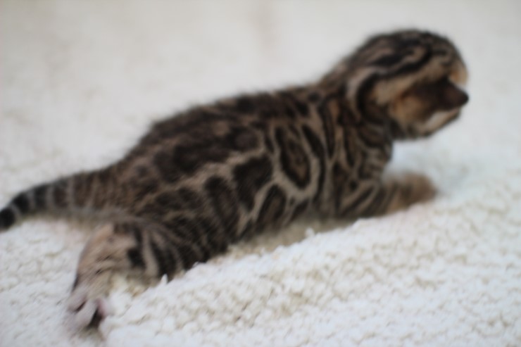 브라운 뱅갈고양이 여아예요~ 관련 이미지 5