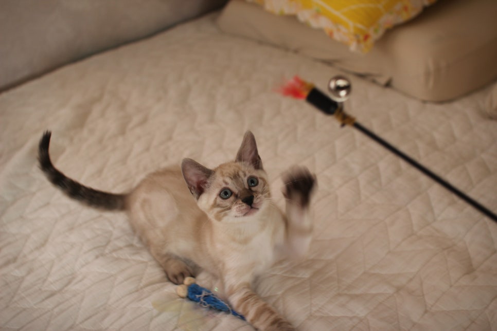 엄청 엄청 개냥이 스노우뱅갈고양이 남아 분양해요~ 관련 이미지 4