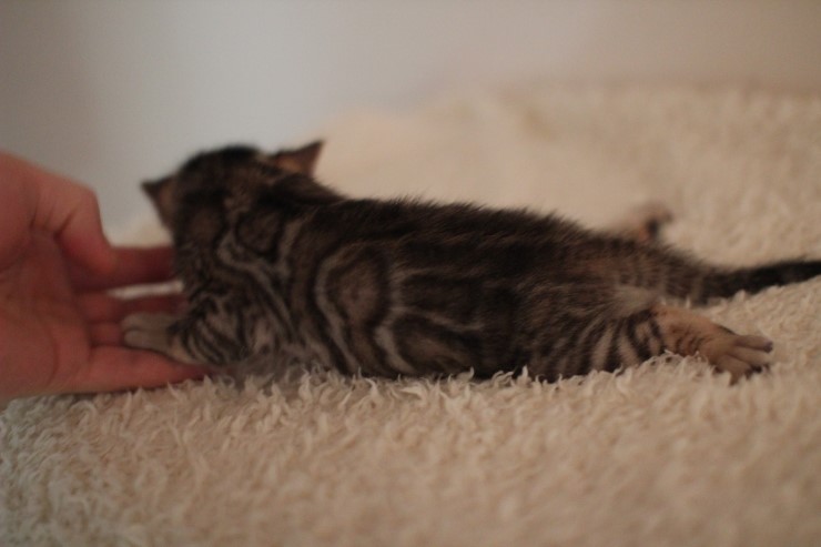 뱅갈고양이 꼬물이에서 꼬맹이 됬어요~ 관련 이미지 10