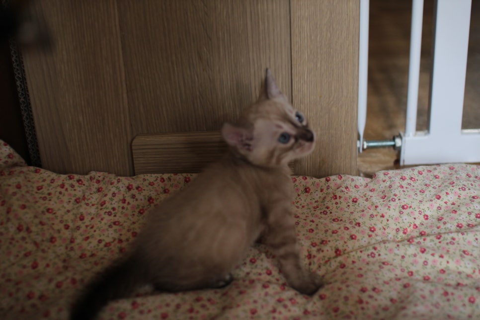 링스차콜 뱅갈고양이 남아 분양해요~ 관련 이미지 4