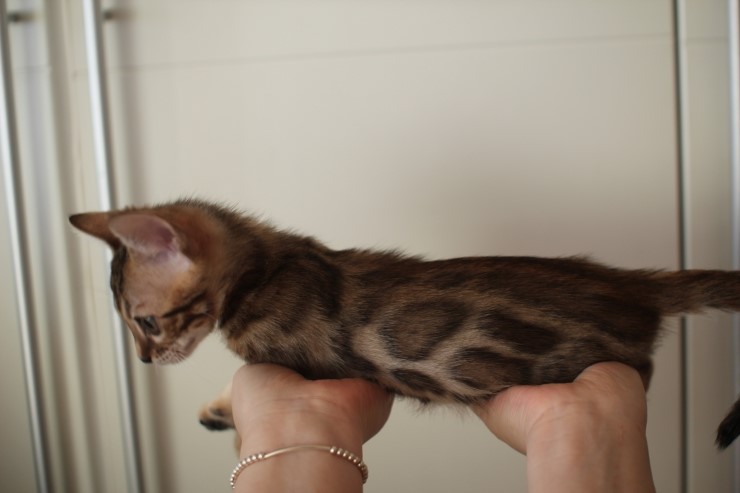 뱅갈고양이 분양 완전히 빠졌네 빠졌어~ 관련 이미지 35