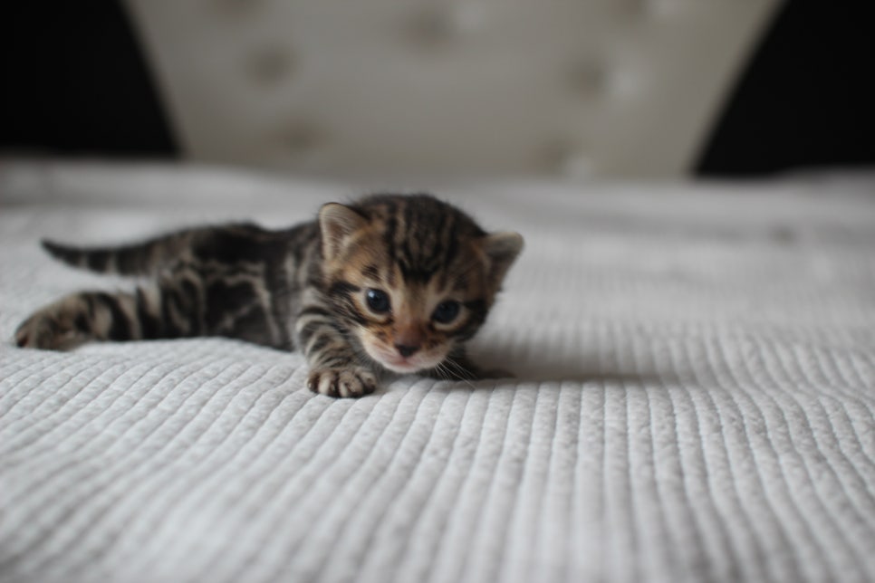 뱅갈고양이분양 고민하지 마세요! 관련 이미지 18