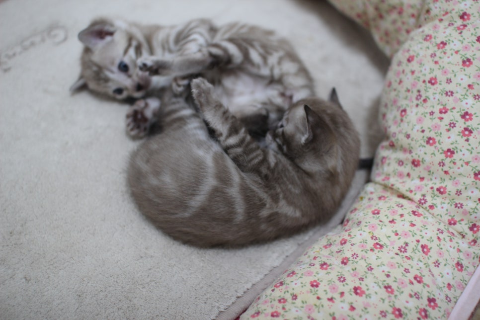 밍크차콜,밍크 뱅갈고양이 꼬맹이들 앙증맞은 모습~ 관련 이미지 9