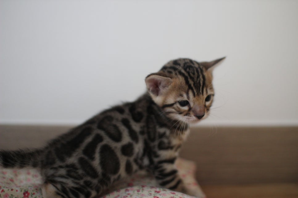 뱅갈고양이분양 보시면 빠져나올수 없어요~ 관련 이미지 1