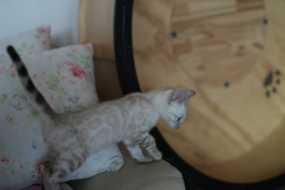 뱅갈고양이분양 멋진 빅로젯 아이들~ 관련 이미지 22