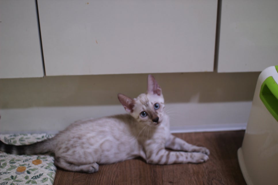 뱅갈고양이 분양중인 아이들~ 관련 이미지 7