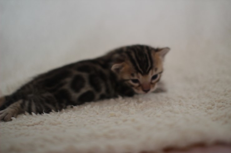 뱅갈고양이 분양 어쩜 이리도 화려할수 있을까 관련 이미지 3