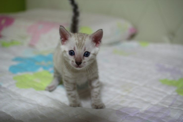 실링스 스노우 뱅갈고양이 남아예요~ 관련 이미지 11