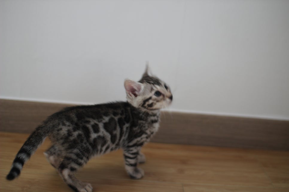 뱅갈고양이 개냥이 찾으시는 분들 보세요 관련 이미지 15