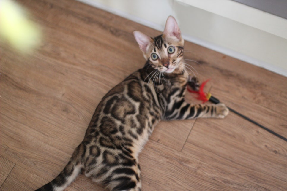 뱅갈고양이분양 애교가 넘치는 아이들 관련 이미지 3