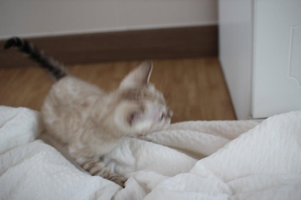 빅로젯 실밍크 뱅갈고양이 남아예요 관련 이미지 10