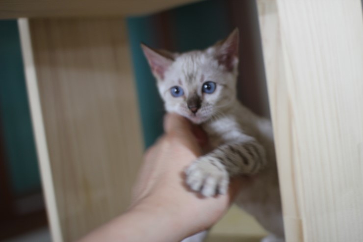 뱅갈고양이,뱅갈고양이분양, 링컨이한테 삐진 스노우뱅갈 꼬맹이 초아~~~ 관련 이미지 8