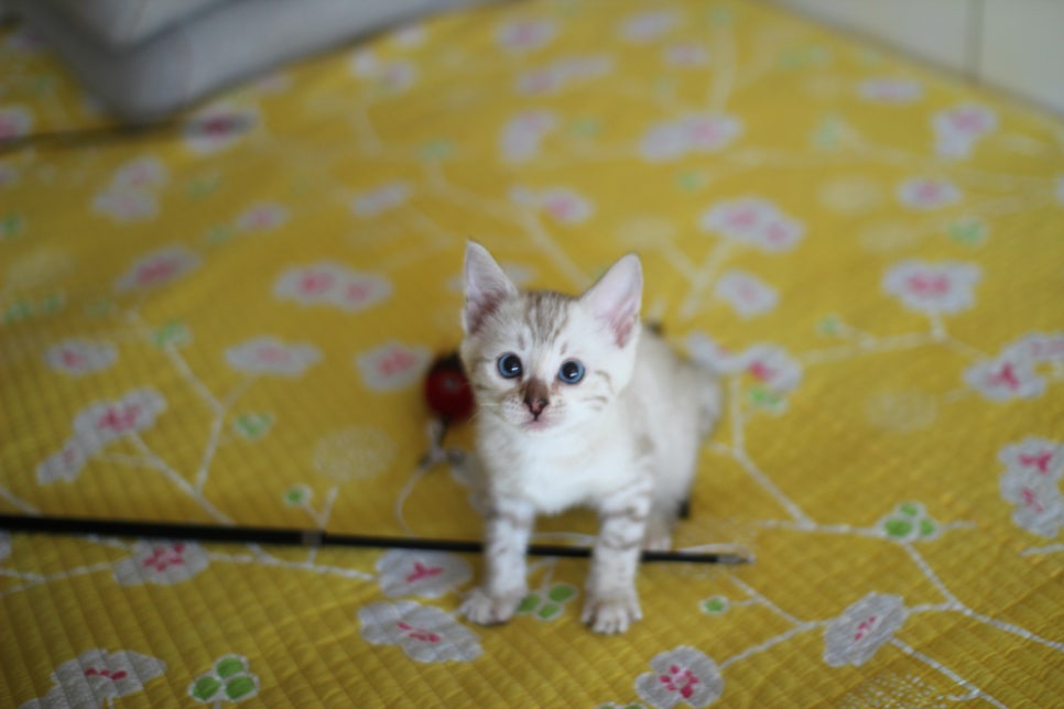 앙증깜찍 개냥이 스노우뱅갈고양이 여아 분양해요~ 관련 이미지 2