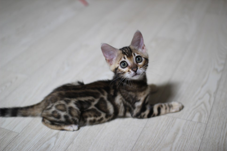 분양중인 브라운 뱅갈고양이 여아 왕눈이~ 관련 이미지 1