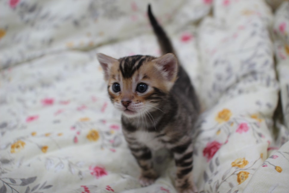 멋진 빅로젯에 뱅갈고양이 분양 합니다~ 관련 이미지 1