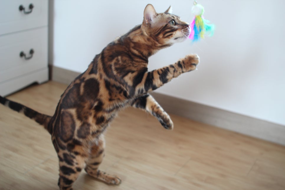 스파블 뱅갈고양이 블랙홀 새집에서 한컷 관련 이미지 2