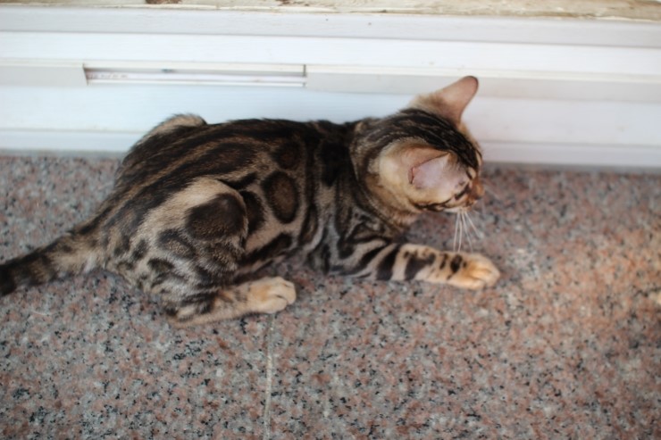 브라운 뱅갈고양이 키퍼 여아들~ 관련 이미지 1