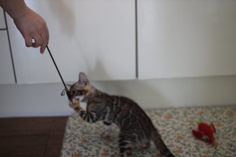 브라운,스노우 뱅갈고양이 여아들 분양해요~ 관련 이미지 7