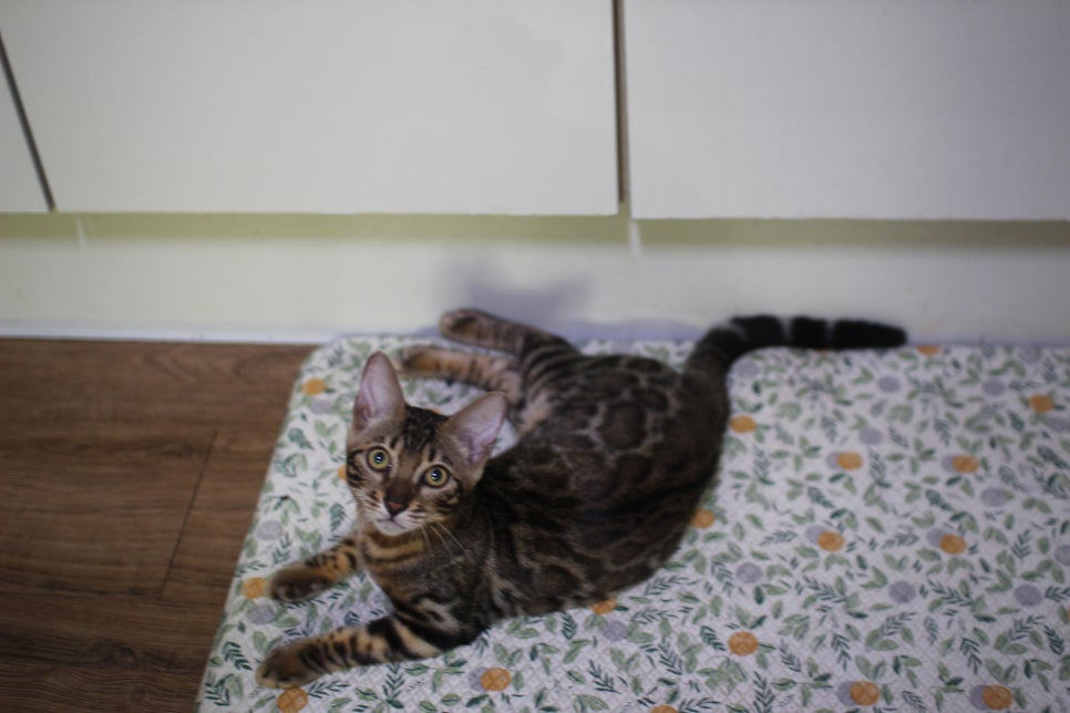 뱅갈고양이 강아지 같은 아이들 분양해요~ 관련 이미지 8