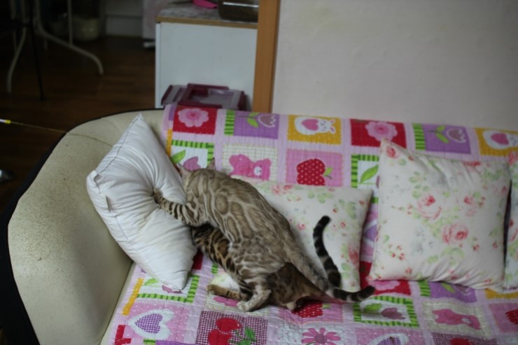 실밍크 뱅갈고양이 킹 입니다~ 관련 이미지 2