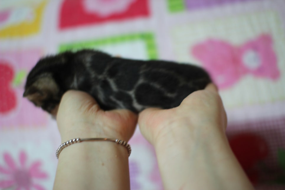 예약된 브라운 뱅갈고양이 남아에요~ 관련 이미지 7