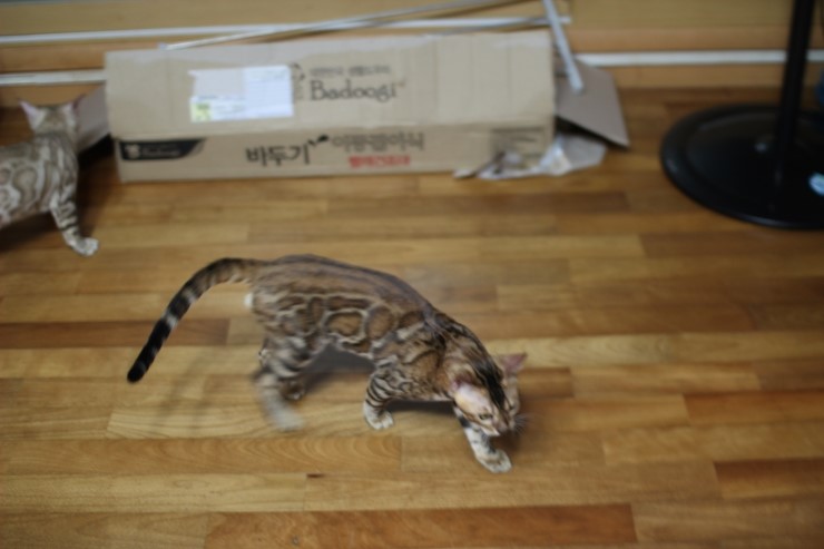 뱅갈고양이 아이들 신나게 노는 아이들~ 관련 이미지 21