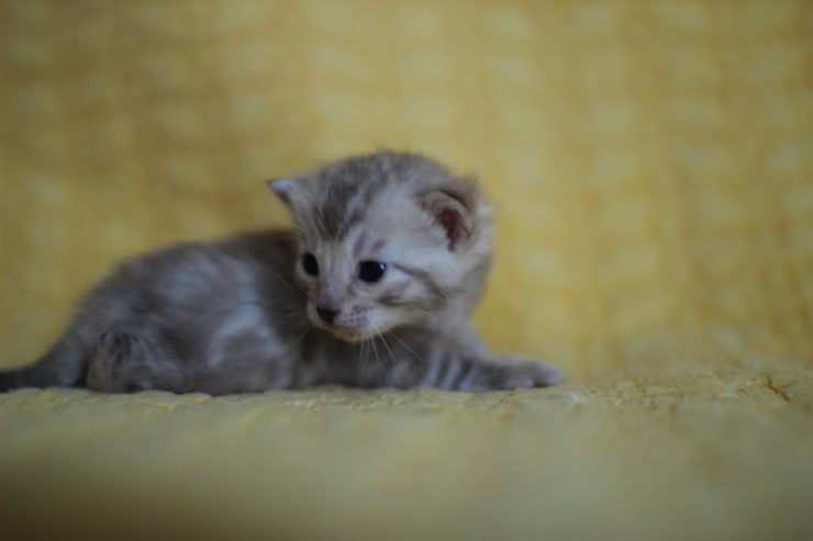 실밍크 스노우뱅갈고양이 분양 천사냥이 4남매 관련 이미지 21