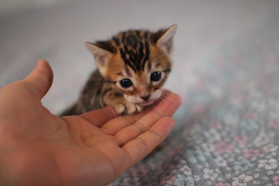 뱅갈고양이분양 동화속에 나오는 아이들! 관련 이미지 1