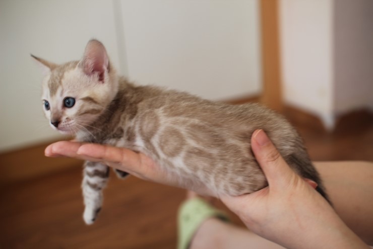 뱅갈고양이 분양 완전히 빠졌네 빠졌어~ 관련 이미지 18