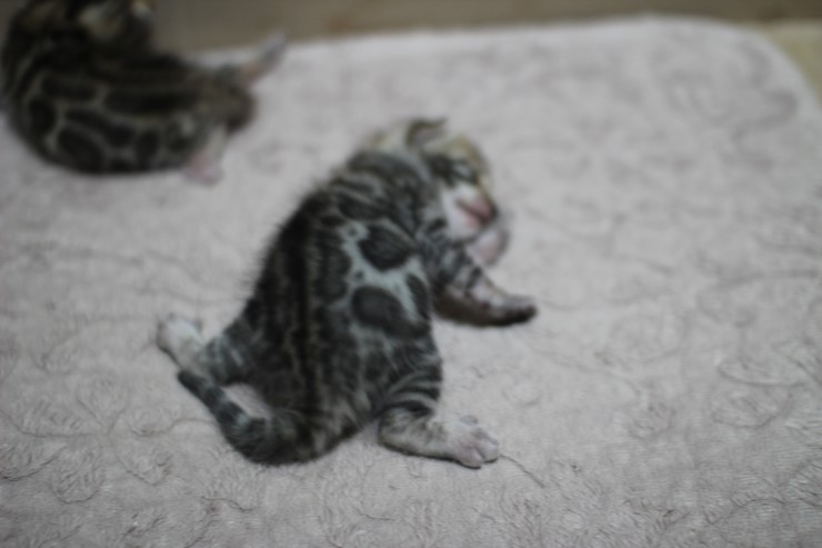 뱅갈고양이 자매 오늘 모습 입니다~ 관련 이미지 12