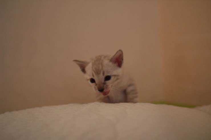 뱅갈고양이 분양 그냥 지나칠수 없을걸? 관련 이미지 18