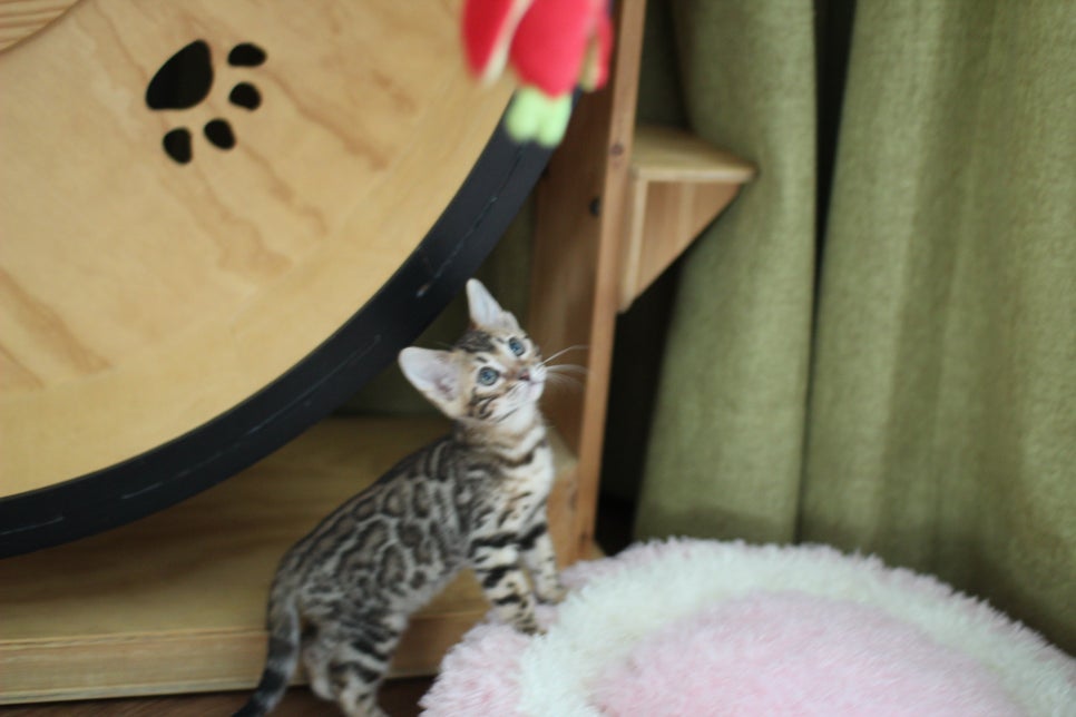 완전완전 개냥이 브라운 뱅갈고양이 여아 분양합니다~ 관련 이미지 3
