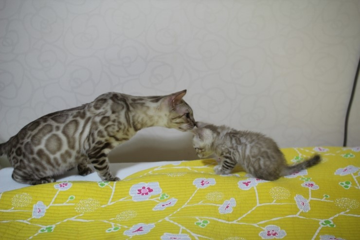 실밍크 뱅갈고양이 형과 아우에요~ 관련 이미지 2