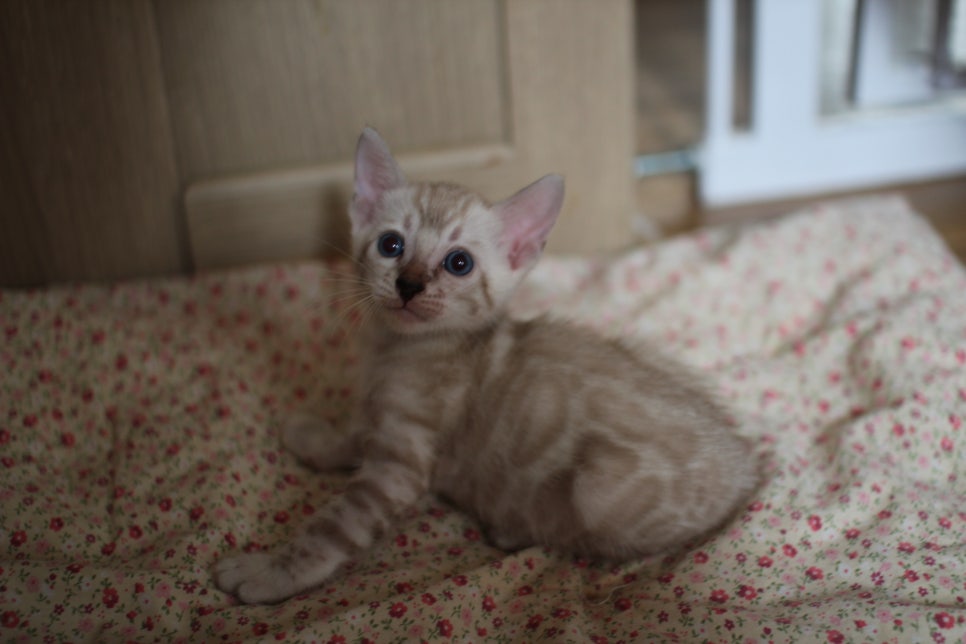 스노우뱅갈고양이 여아 분양해요~ 관련 이미지 9