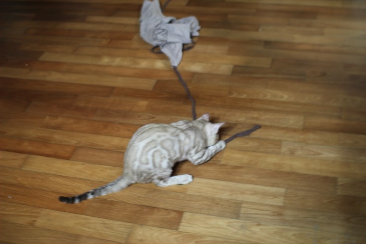 뱅갈고양이 까불이들 입니다~ 관련 이미지 8