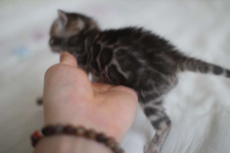 뱅갈고양이 남매 오늘 모습 입니다~ 관련 이미지 7