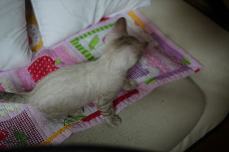 스노우 링스 뱅갈고양이 키퍼여아와 레모나예요~ 관련 이미지 1