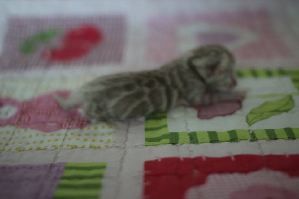 실밍크 스노우 뱅갈고양이 키퍼 여아예요~ 관련 이미지 2