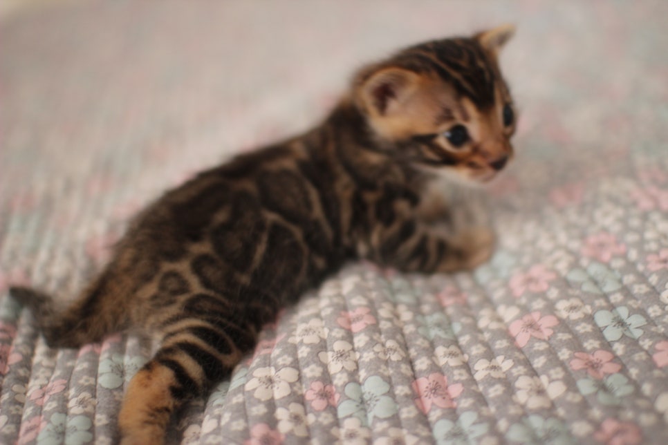 아기 뱅갈고양이 너무나 이쁜 아이~ 관련 이미지 8