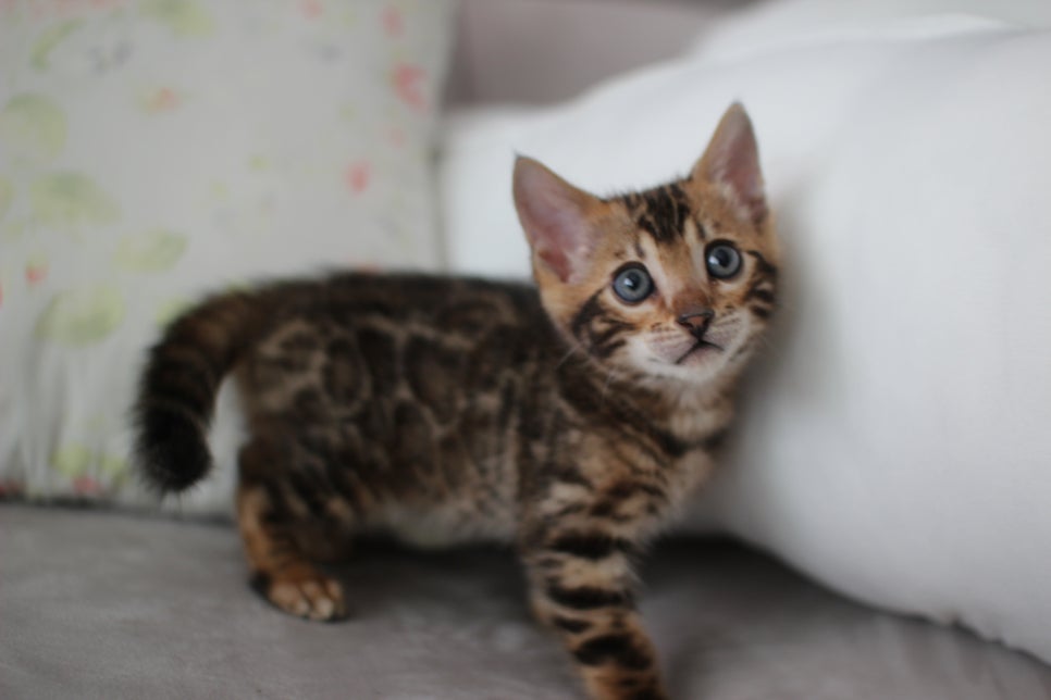 브라운뱅갈고양이 남아 분양해요~ 관련 이미지 6