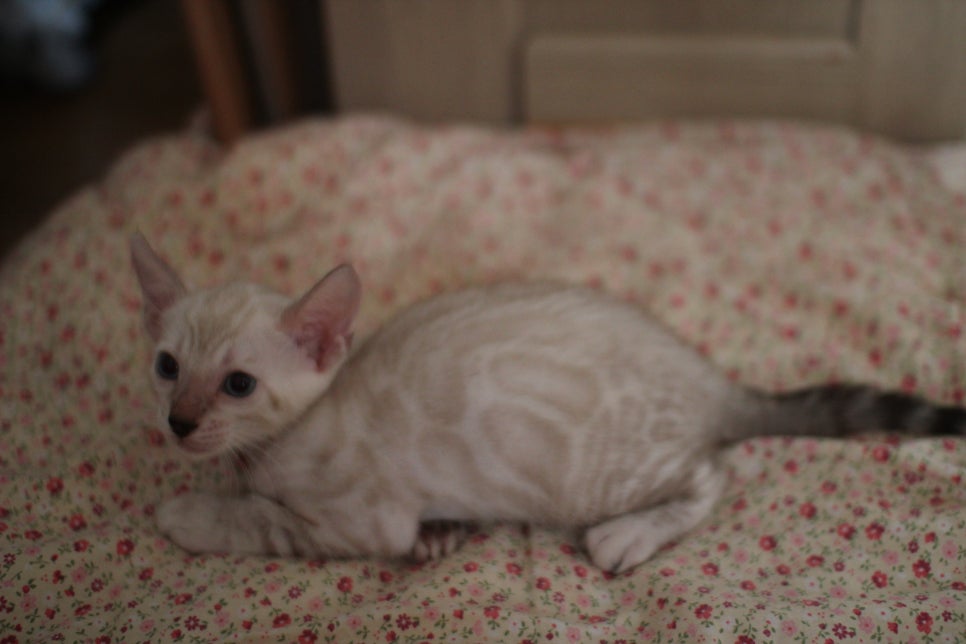 스노우뱅갈고양이 남아 분양해요~ 관련 이미지 1