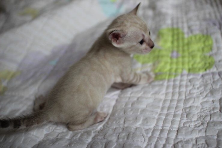 실링스 뱅갈고양이 커퍼 여아~~ 관련 이미지 1