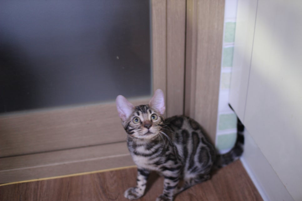 골골송 대마왕 브라운 뱅갈고양이 남아 분양해요~ 관련 이미지 1